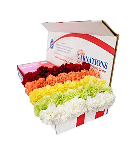 Flowerprime 50 Assorted Carnations - Fresh Natural Cut Flowers Multiple Colors Choose Your Colors #TOP3