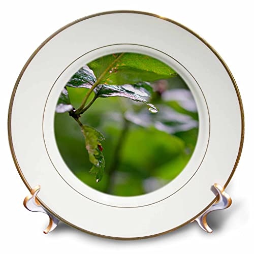 3Drose Drop Of Water On The Tip Of A Green Hawthorn Leaf After The Rain - Plates (Cp_349357_1) #TOP7