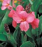 5 Canna seeds L Rose Series Annual