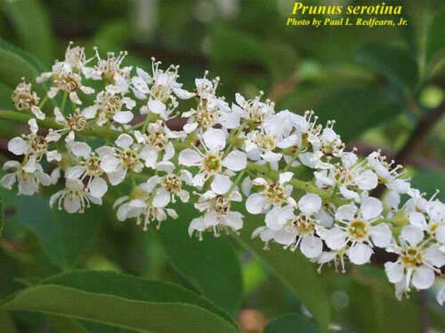 Black Cherry Fruit Tree Prunus Serotina Fragrant White Flowers Jocad (30 Seeds) #TOP3