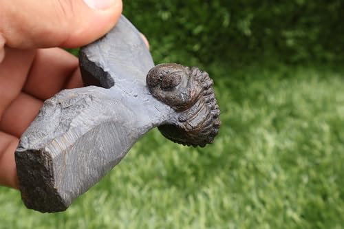Image of Trilobite Fossil Phacops Trilobite Fossil Trilobites Rock Trilobite Fossils from Morocco Devonian Fossil A270