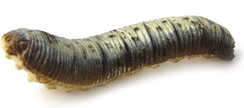 Miniatura 5 de 12 unids simulación oruga gusano falso gateo educativo aprendizaje broma broma juguete para