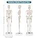 Human Skeleton Model, Portable 17” Skeleton Anatomy Model with Movable Skull, Arms and Legs, Teaching Model for Education, Human Skeletal Study and Display