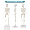 Human Skeleton Model, Portable 17 Skeleton Anatomy Model with Movable Skull, Arms and Legs, Teaching Model for Education, Human Skeletal Study and Display