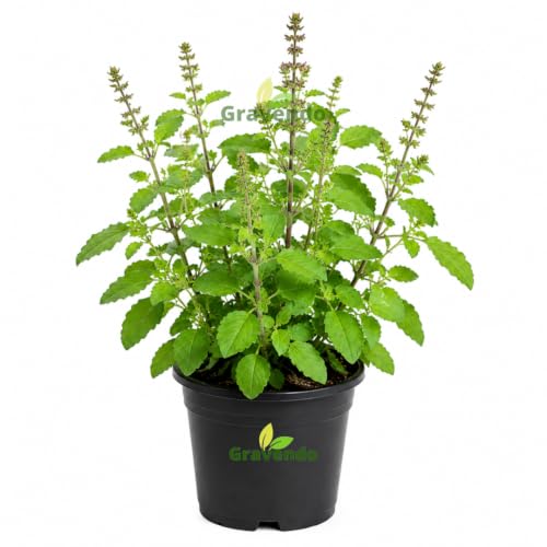 Product view 1