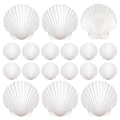 Conchas para manualidades y decoupage natural de 20 piezas 8
