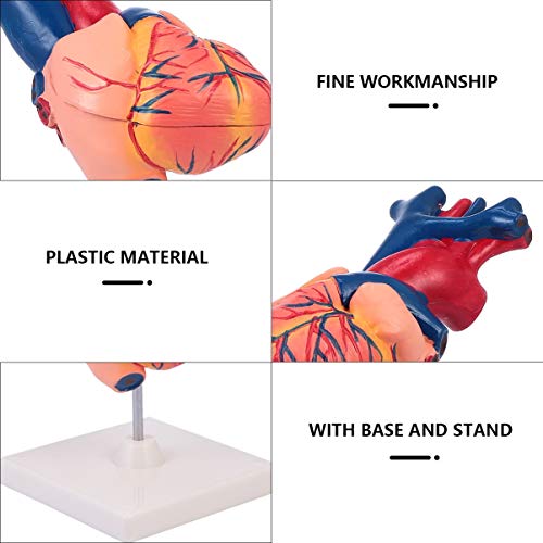 ULTECHNOVO 1: 1 Modelo AnatÃ´mico de CoraÃ§Ã£o Humano de PlÃ¡stico Preciso CoraÃ§Ã£o Estatueta de Me