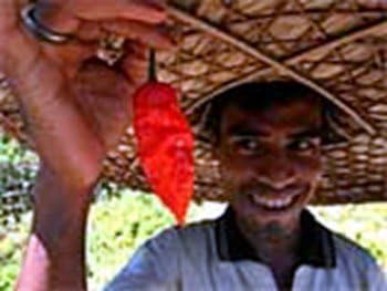 Bhut Jolokia Chile Pepper 3 Live Plants - 3" Pots - Ghost Pepper - Flaming Hot!
