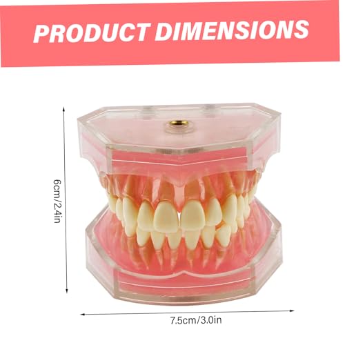 Tipodón interactivo y modelo dental de estudio didáctico con dientes extraíbles 5