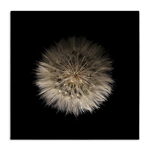 'Wispy Dandelion on Black'| �L�����o�X�A�[�g