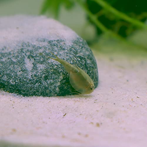 Kit élevage de triops longicaudatus : le cadeau scientifique idéal