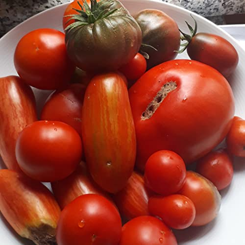 IGEL015 - Die Walnuss ist keine Nuss und die Tomate eine Beere copertina