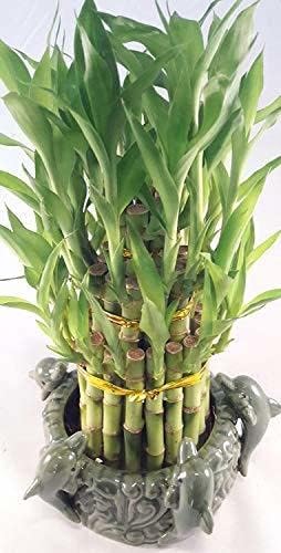Lucky Bamboo - Tower in Decorative Dolphin Pot Unique from Jmbamboo