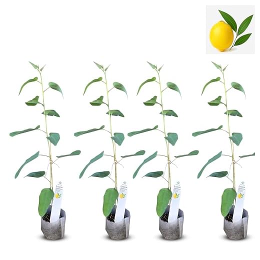 Live Lemon Eucalyptus Plant for Insect Repellent