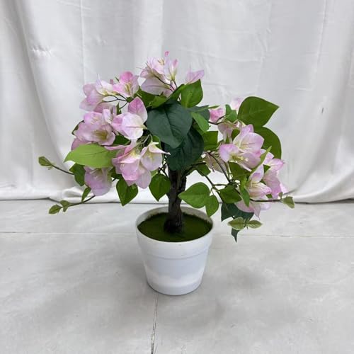 ブーゲンビリア 鉢」の人気商品一覧 | 安い商品を通販サイトから探す