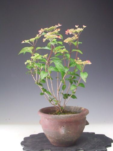 【アウトレット】山アジサイ(紅剣)の鉢植え 小 開花終了 剪定済み