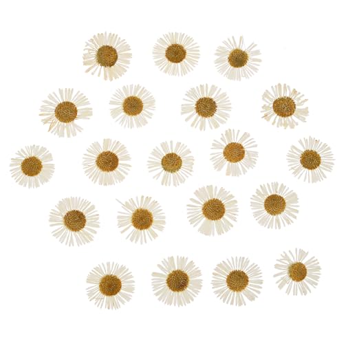 Flores secas prensadas para manualidades, 60 piezas