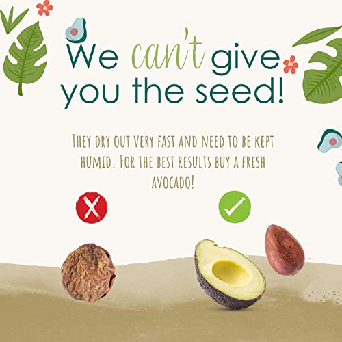 Eco-Friendly Way to Grow Avocado from Seed - Image 8