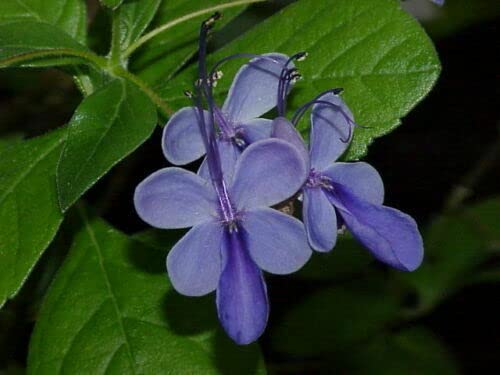 4 graines de PAPILLON BLEU (Clerodend rum Ugandense) H125 BLUE GLORY BOWER SEEDS Cover