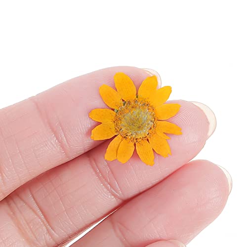 TEHAUX 2 sets flores secas para manualidades 48 pcs miniatura 3