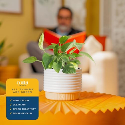 Costa Farms Live Indoor Plant Bundle in Decorative Pots, Easy to Maintain, Air Purifying Indoor Houseplants, Assorted Varieties, Room or Office Decor, House Warming Gift, 8-12 Inches Tall, Pack of 2