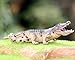 Gemini&Genius Crocodile Safari Animal Action Figure Toy with Moveable Jaw, Alligator Wild Life Zoo Animal Toy Figure for Kids Educational, Cake Toppers, Party Supplies, Ages 3+