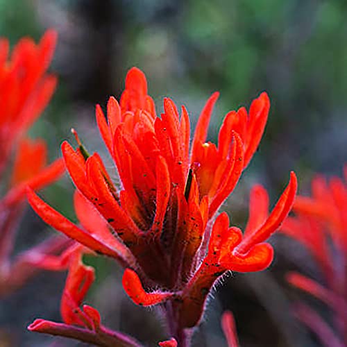 Yegaol Garden 340Pcs Castilleja Coccinea Seeds Scarlet Painted Cup Indian Paintbrush Biennial Non-Gmo Drought Tolerant Flower Seeds Home Garden Decor #TOP2