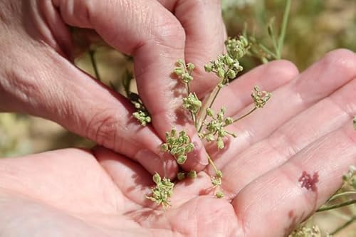 Anis von Flavigny - Echte Anis Bonbons in ovaler Dose 50g - Schwarze Johannisbeere | Tradition & Bastelspaß