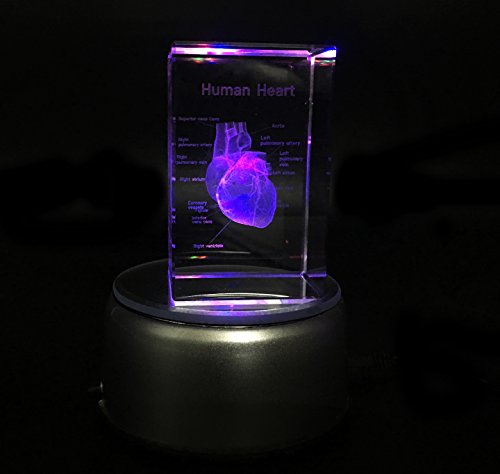 3D Human Heart Anatomical Model Paperweight(Laser Etched) In Crystal Glass Cube Science Gift (No Included Led Base)(3.1X2X2 Inch) #TOP3