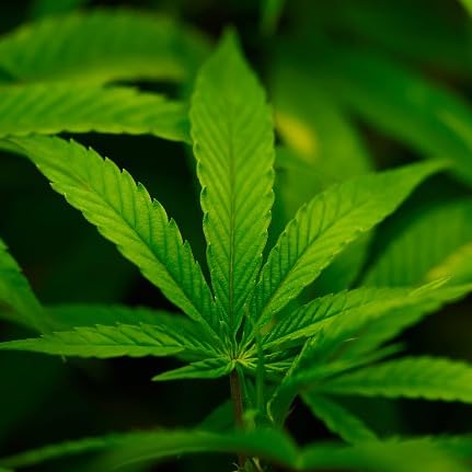 Marijuana shops expect busy day on Green Wednesday Podcast Por  arte de portada