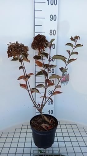 Hydrangea pan. 'Fraise Melba' - Hydrangée Paniculé, Hortensia Paniculé 40-50 cm en pot