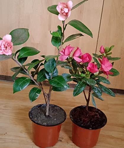 Door to Garden Azalea N Camellia Plants Combo Flower Trees (B09RH9YYMK) Amazon Price History, Amazon Price Tracker