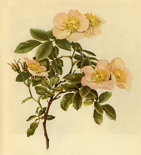 Tableaux Graffiti Art Mural Dog Rose par Alfred William Parsons 60x90cm
