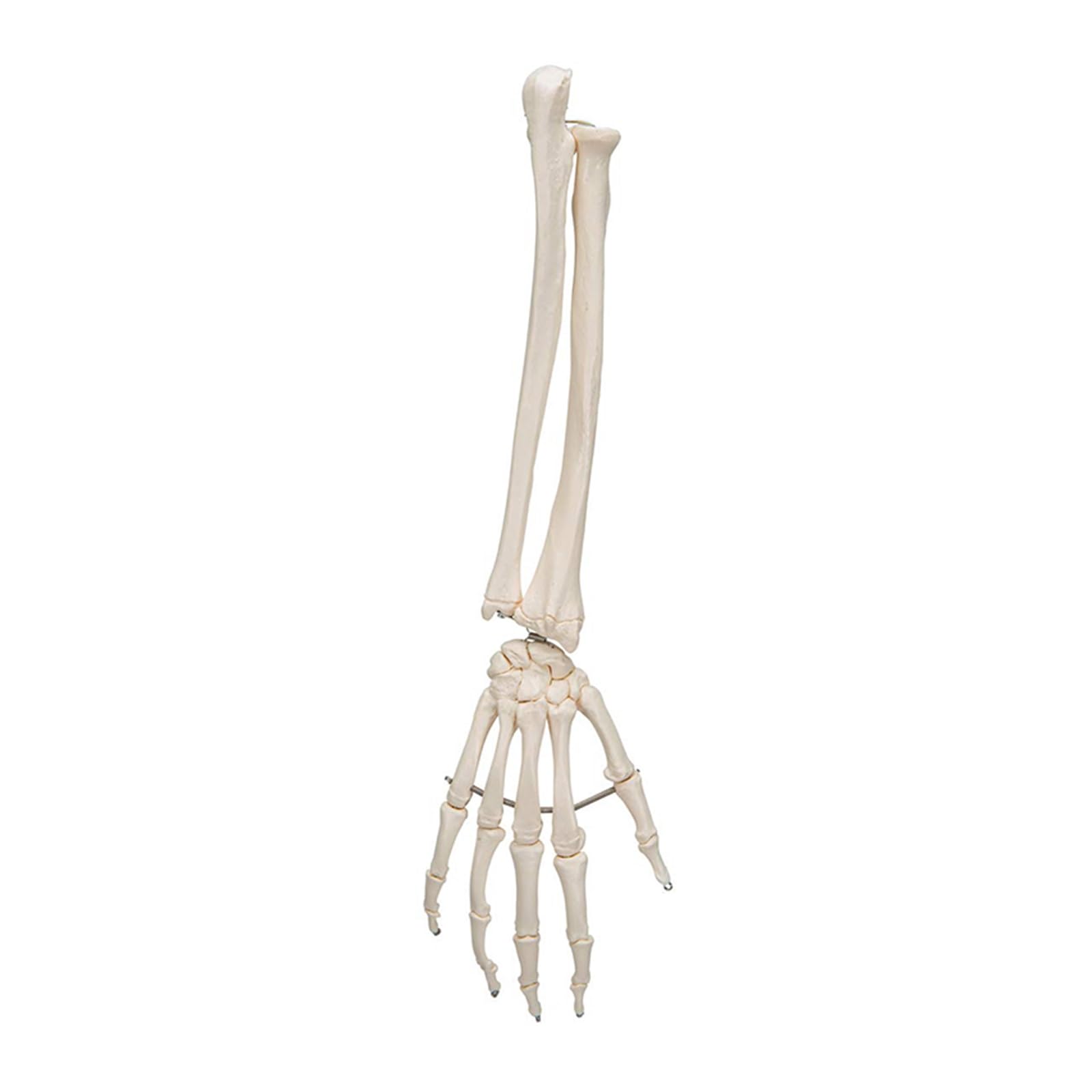 1pc Simulation Kunst medizinische Hand Knochen mit Ulna und Radius Modell Unterarm Knochen