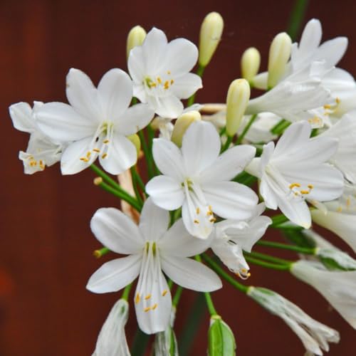 Are agapanthus toxic to dogs