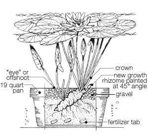 Mature Fully Grown Hardy Water Lily (Assorted Peach) - Thumbnail 5