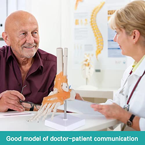 Image of Anatomical Foot Model with Ligaments - Life Size Ankle Joint Model Foot Model with Ligaments for Medical Teaching