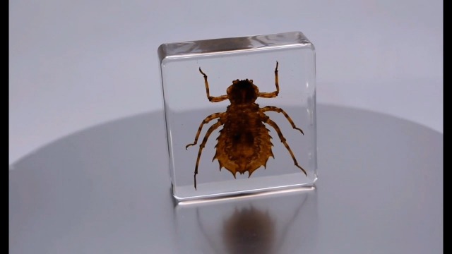 Image of 38mm Real Dragonfly Larva in Crystal Clear Lucite Resin Specimen Preserved Insect Beetle Taxidermy Crafts Collection for Biology Science Education & Desk Ornament Display