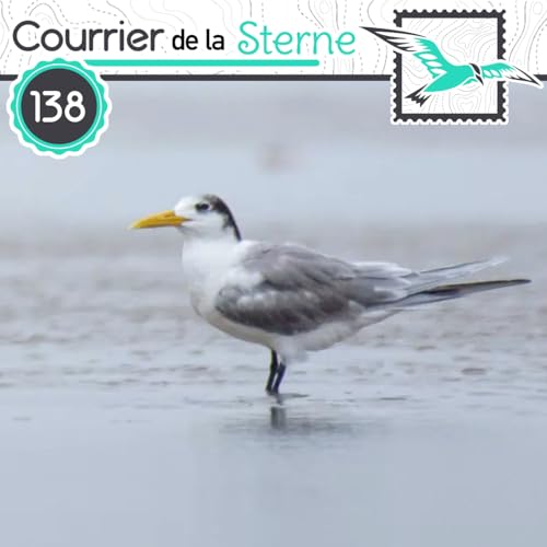 CDLS#138 : " L'oiseau de la l&eacute;gende" (Sterne d'Orient et Tinamou &agrave; masque ardois&eacute;)