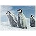 Pingouin Empereur sur L'île De Snow Hill - Premium 200 Pièces Puzzle - Collection spéciale MyPuzzle de Puzzle Galaxy