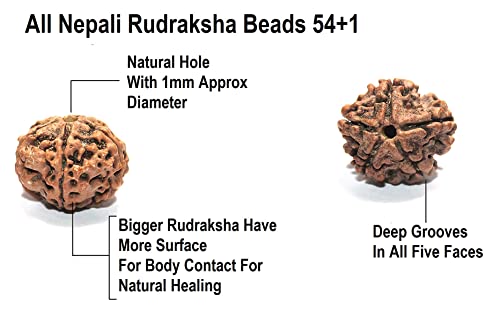 Himalayan Organic Rudraksha Meditation Natural Mala with Bigger Size 16-18 MM and 108 +1 Prayer Guru Beads. Grown up in high Himalaya of Nepal Without Chemical, Wax and Color Treatment Good for Puja, Yoga, Meditation3