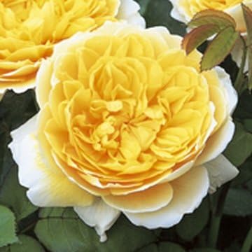 David Austin English Tree Rose: Charlotte