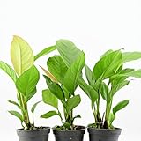 AquaBreedingSkill Set aus 3 Stück Aquarium Pflanzen Echt Set – Anubias, Microsorum – Lebende Wasserpflanzen – Pflegeleicht ideal für Fische & Garnelen – mit Pflanzenpass (Heterophylla 3 pcs)