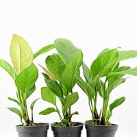 AquaBreedingSkill Set aus 3 Stück Aquarium Pflanzen Echt Set – Anubias, Microsorum – Lebende Wasserpflanzen – Pflegeleicht ideal für Fische & Garnelen – mit Pflanzenpass (Heterophylla 3 pcs)