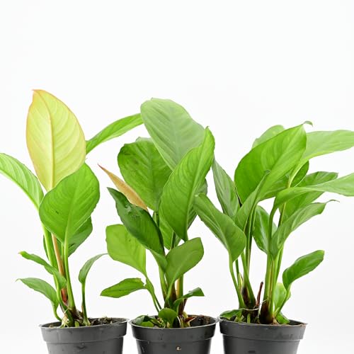 AquaBreedingSkill Set aus 3 Stück Aquarium Pflanzen Echt Set Anubias Microsorum Lebende Wasserpflanzen Pflegeleicht ideal für Fische & Garnelen mit Pflanzenpass (Heterophylla 3 pcs)