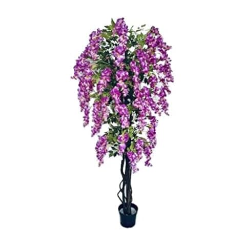 AMERIQUE 5 Feet Pre-Potted Wisteria Tree Cover