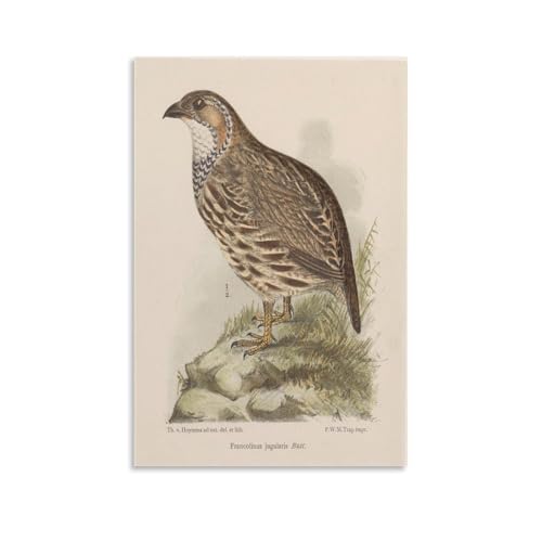 Theo Van Hoytema - Partridge Poster�A�[�g���[�N�{�[�h�A�E�H�[���X�e�b�J�[�A�C���e���A�f�U�C���|�X�^�[�A�����◾�̑����A�V�z�j���̃M�t�g�B 20x30inch(50x75cm) Unframe-style