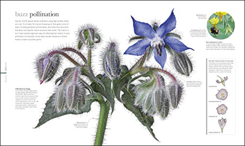 Flora: Inside the Secret World of Plants