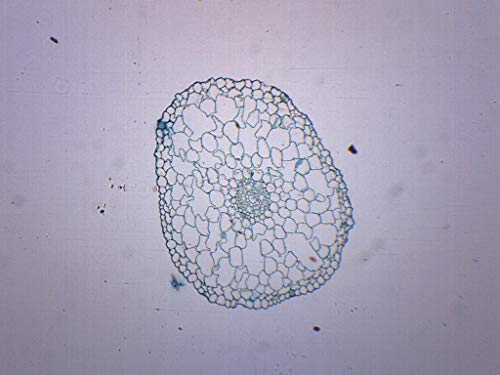 EISCO Elodea Stem, Cross Section - Prepared Microscope Slide - 75 x 25mm - Biology & Microscopy
