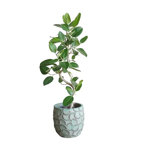 tBJX xKVX t@Co[Jo[t ~gO[ ϗtA ^ ^ j xKS S̖